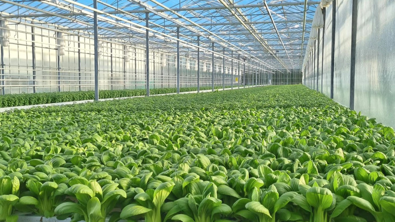 2024 09 23 Greenhouse scene