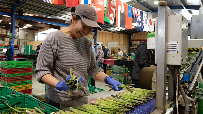 asparagus packhouse